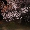 千光寺公園の桜ライトアップ（尾道市）